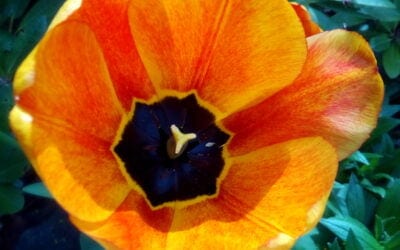Oh That Spring Sunshine