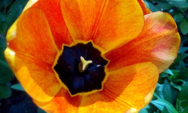 Oh That Spring Sunshine