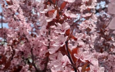 Hello Spring