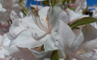 Flowers Really Are Everything