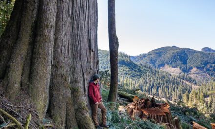 The Non-Democrat Party Are Still Chopping Down Old-Growth Forests
